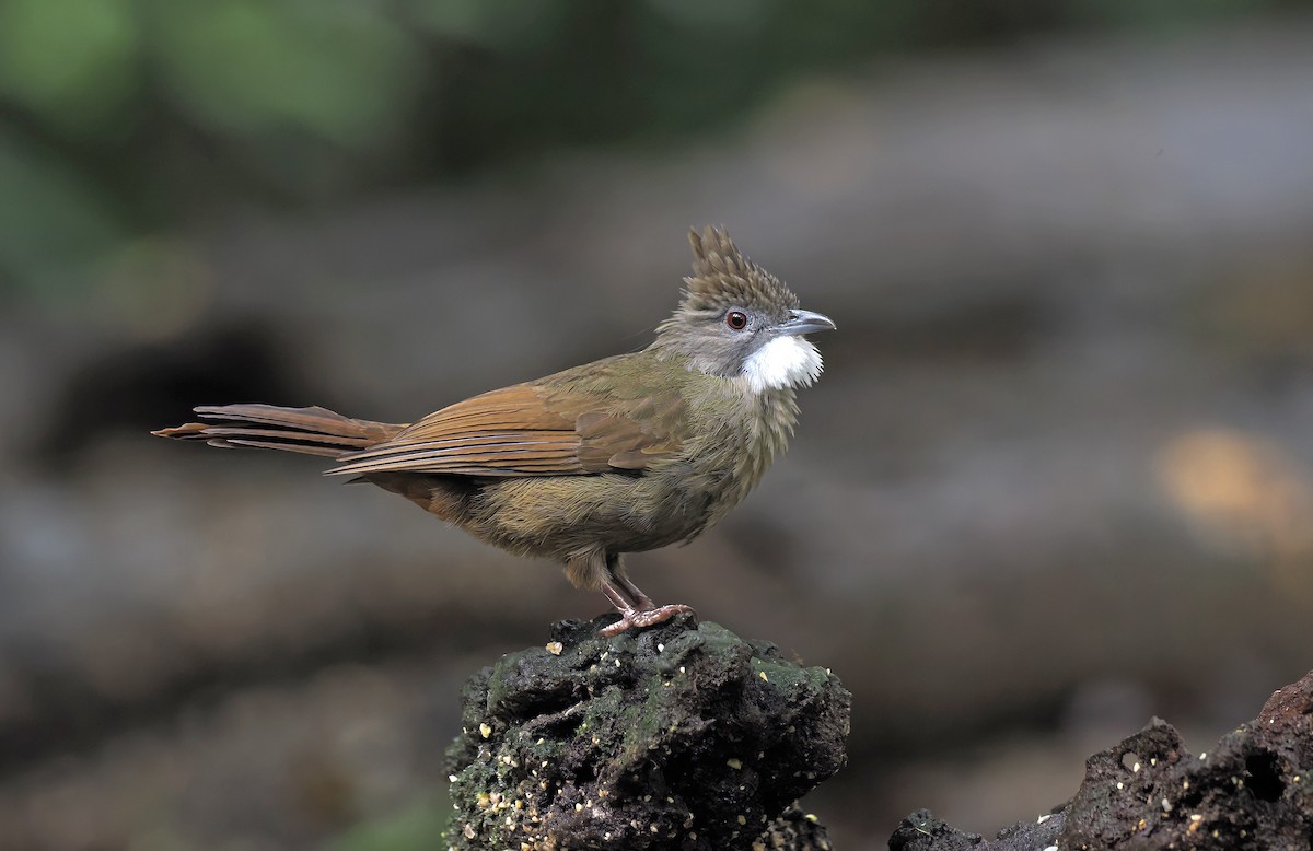 Bulbul à ventre marron (ruficrissus/fowleri) - ML642586576
