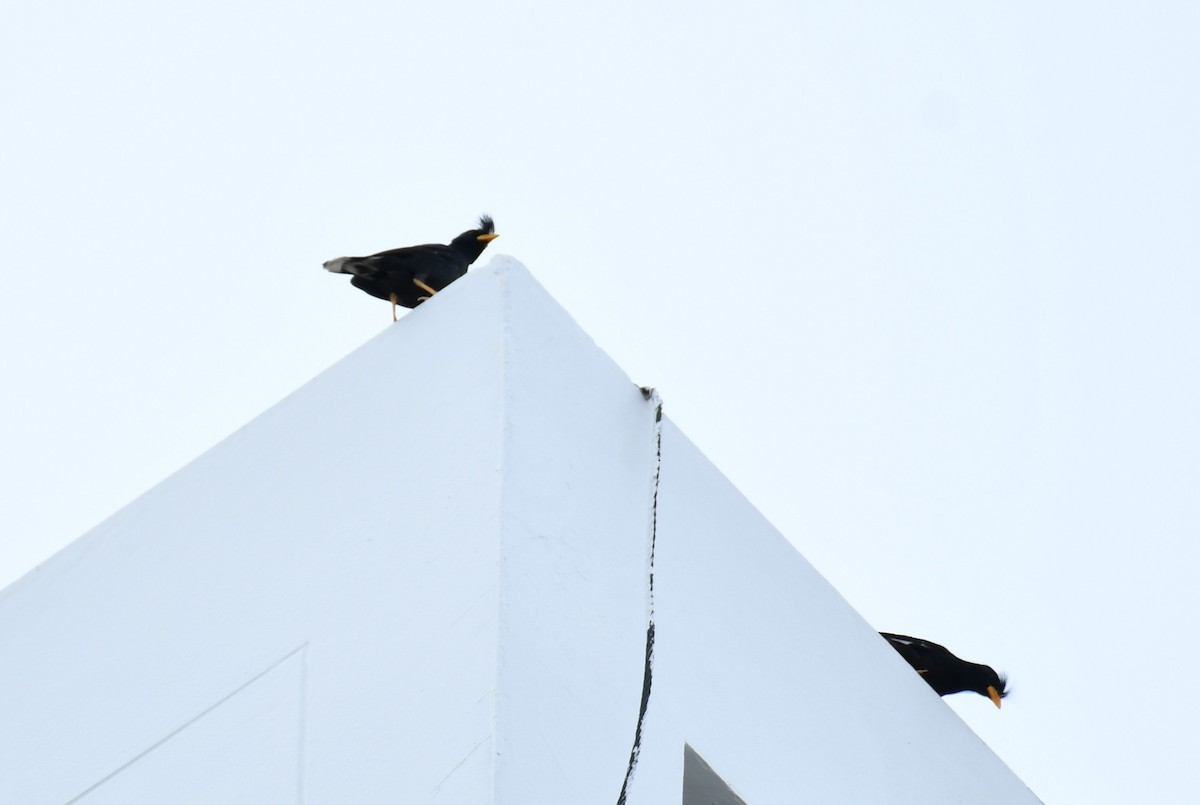Great Myna - ML642586578