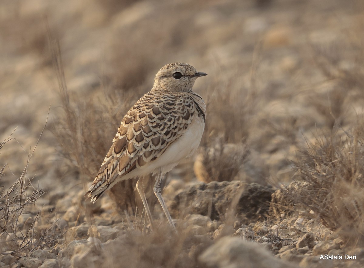 Double-banded Courser - ML642586587