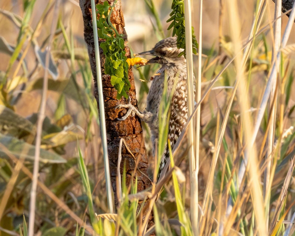 Checkered Woodpecker - ML642586637