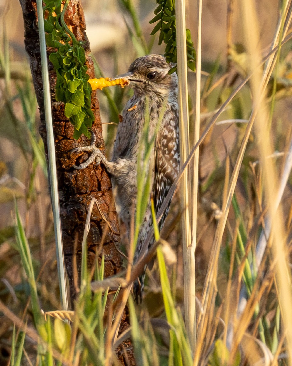Checkered Woodpecker - ML642586638