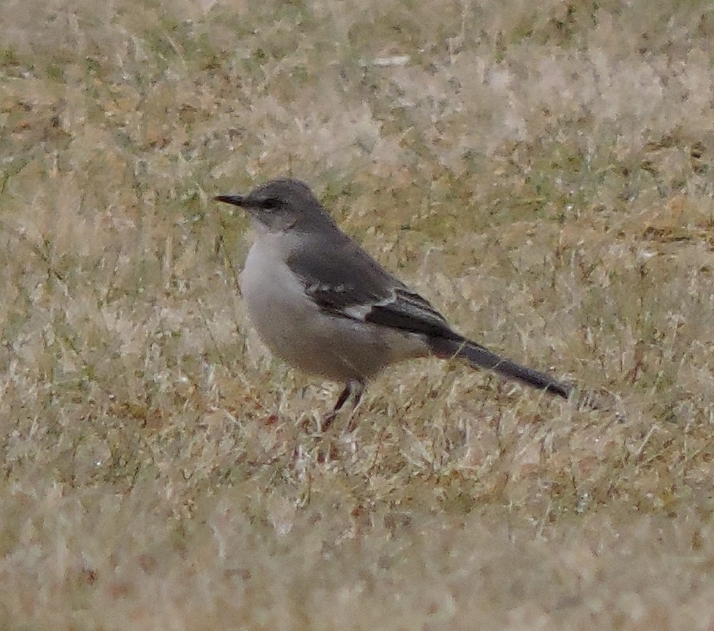 Northern Mockingbird - ML642586657