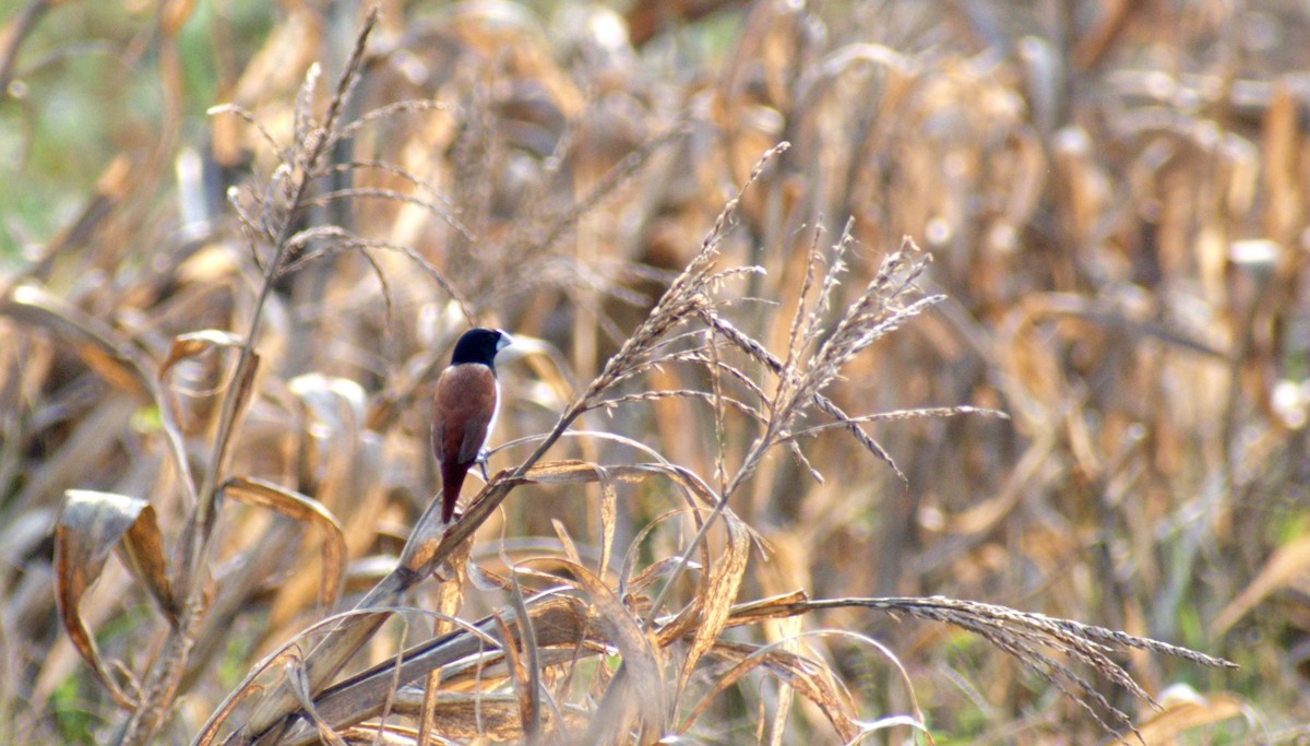 Tricolored Munia - ML642586684