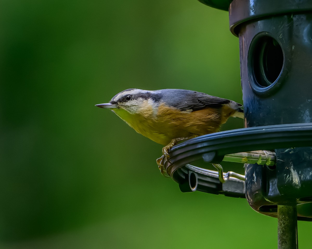 Red-breasted Nuthatch - ML642586701
