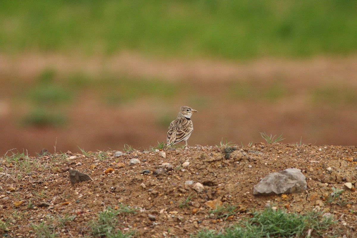 Calandra Lark - ML642586715