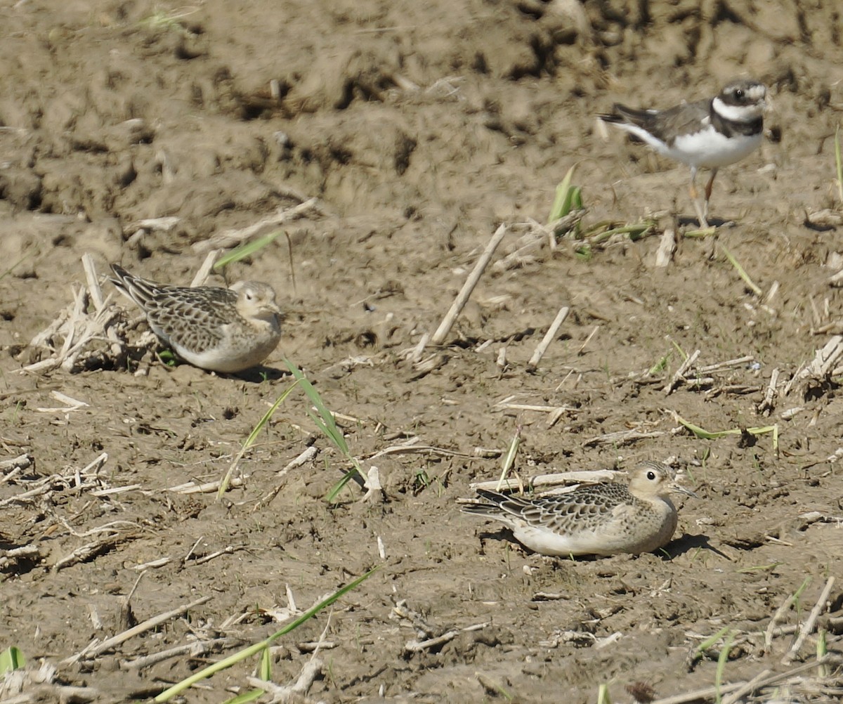 Buff-breasted Sandpiper - ML642586746