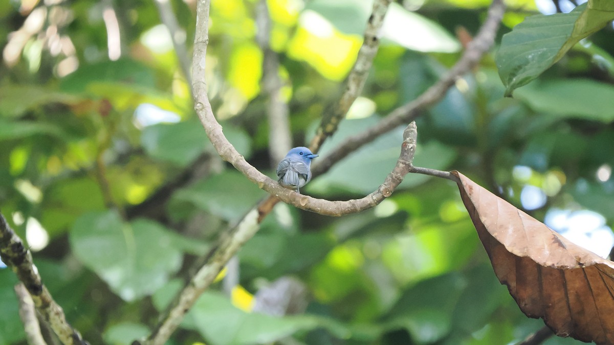 Pale-blue Monarch - ML642586780