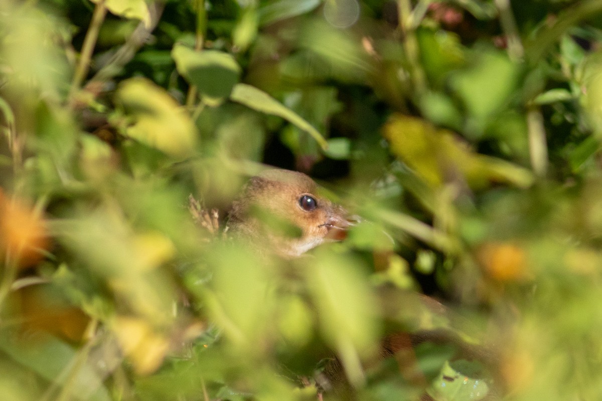 Purple Gallinule - ML642586798