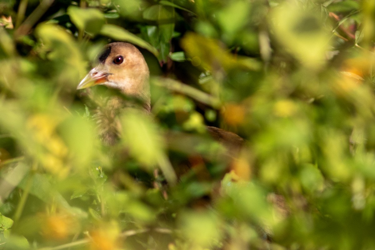 Purple Gallinule - ML642586799