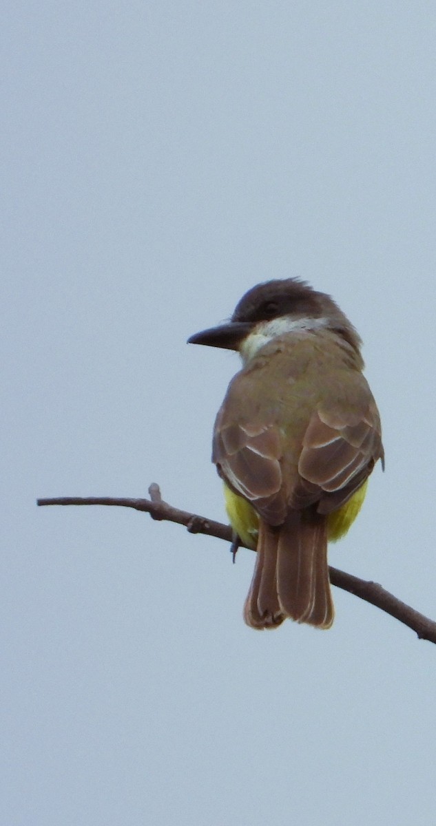Thick-billed Kingbird - ML642586816
