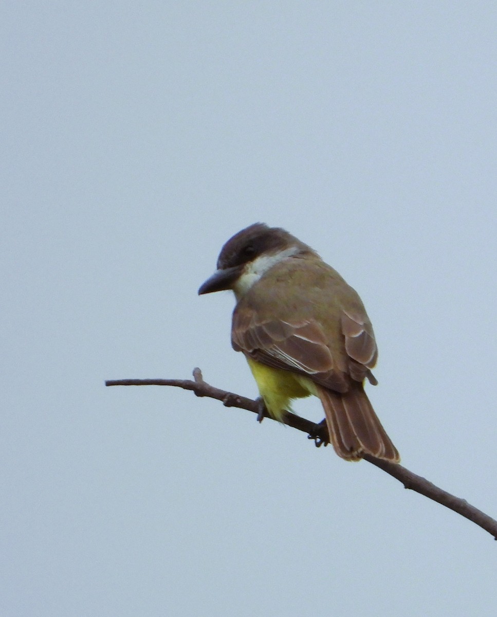 Thick-billed Kingbird - ML642586817