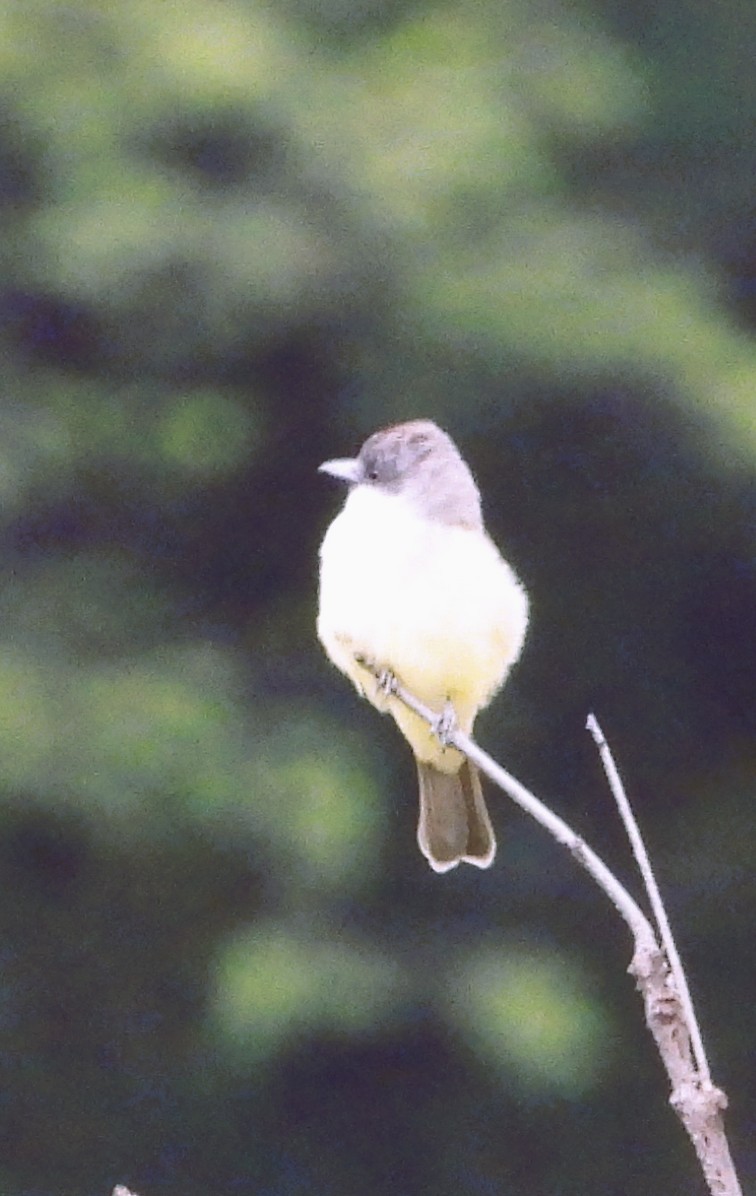 Thick-billed Kingbird - ML642586818