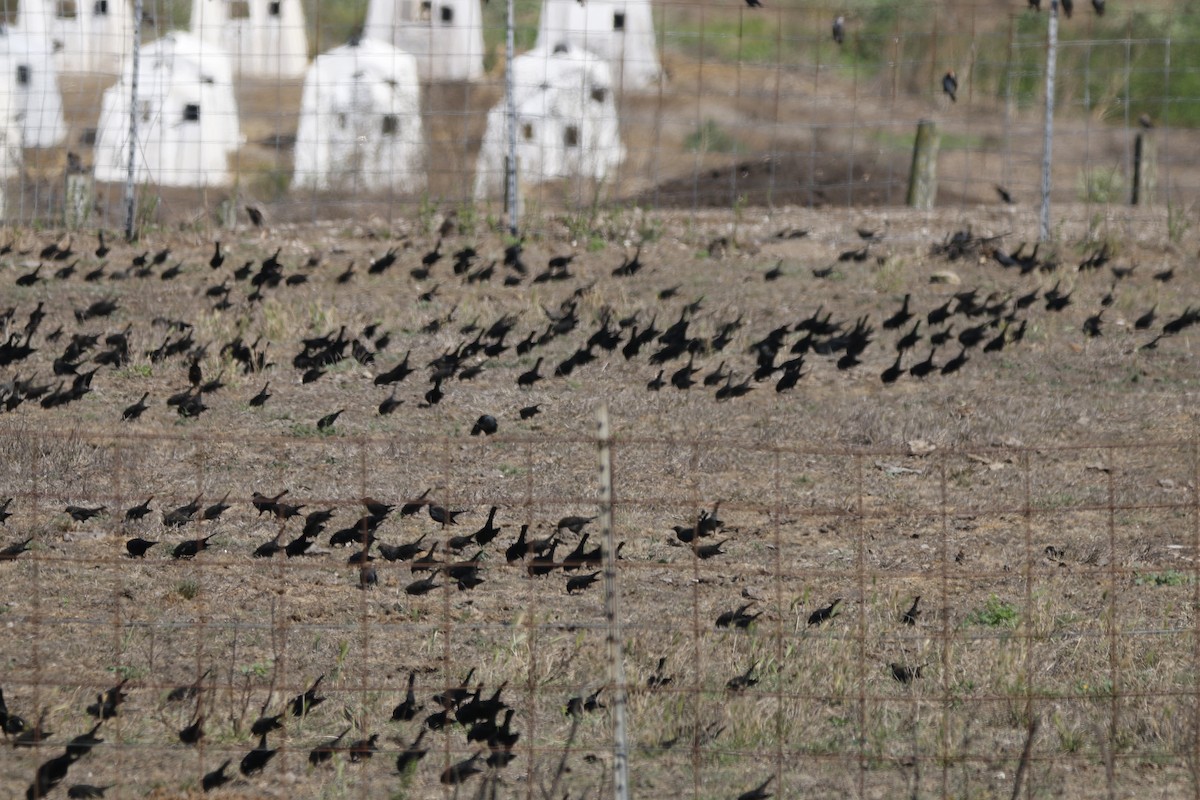 Tricolored Blackbird - ML642586841