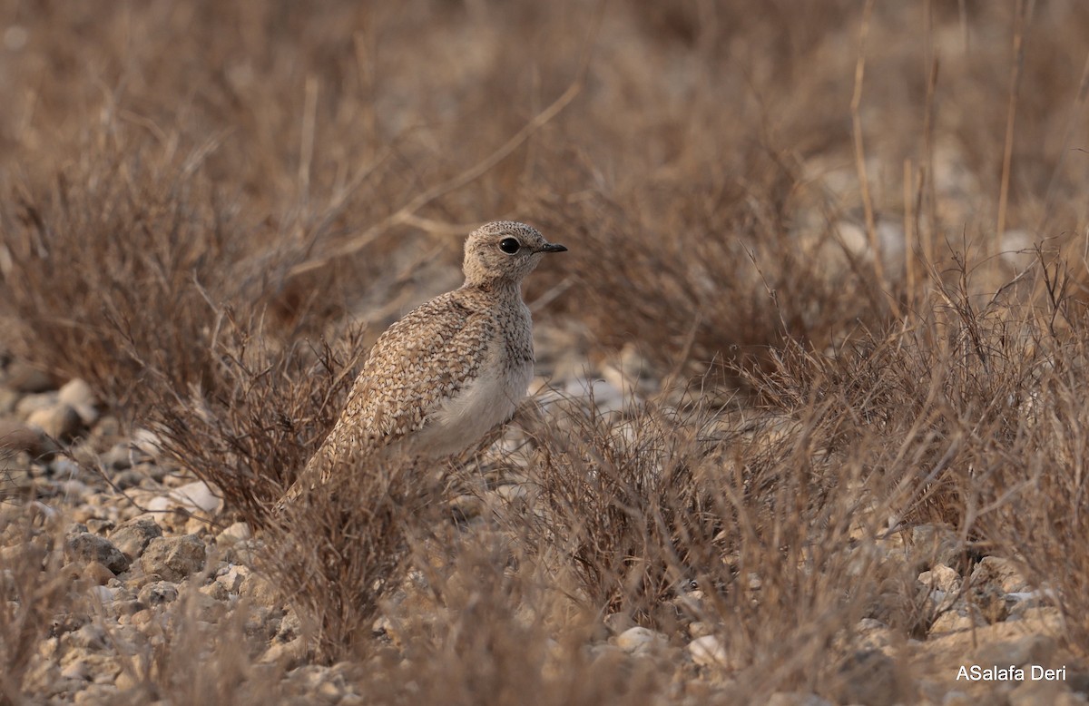 Double-banded Courser - ML642586882
