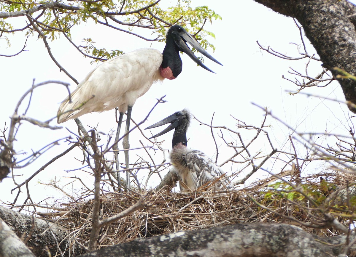 Jabiru amerikarra - ML642586888