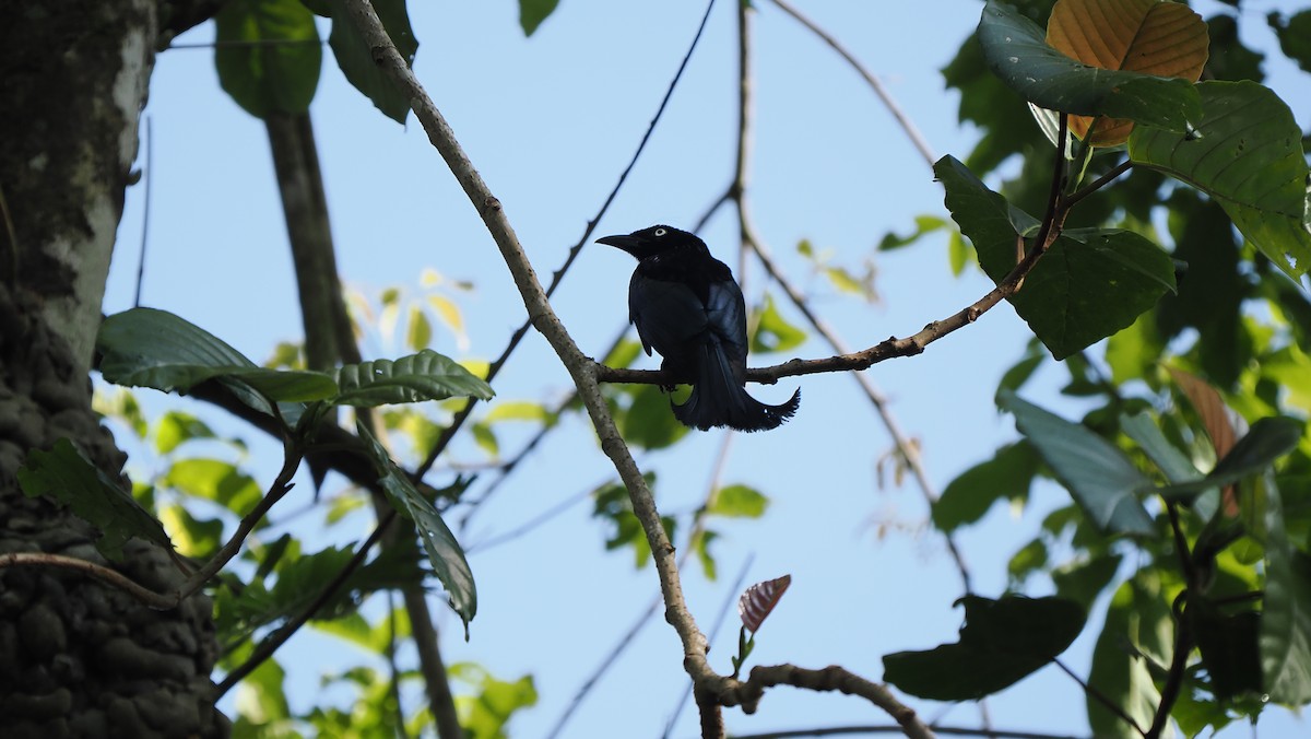Drongo à crinière (leucops/banggaiensis) - ML642586892