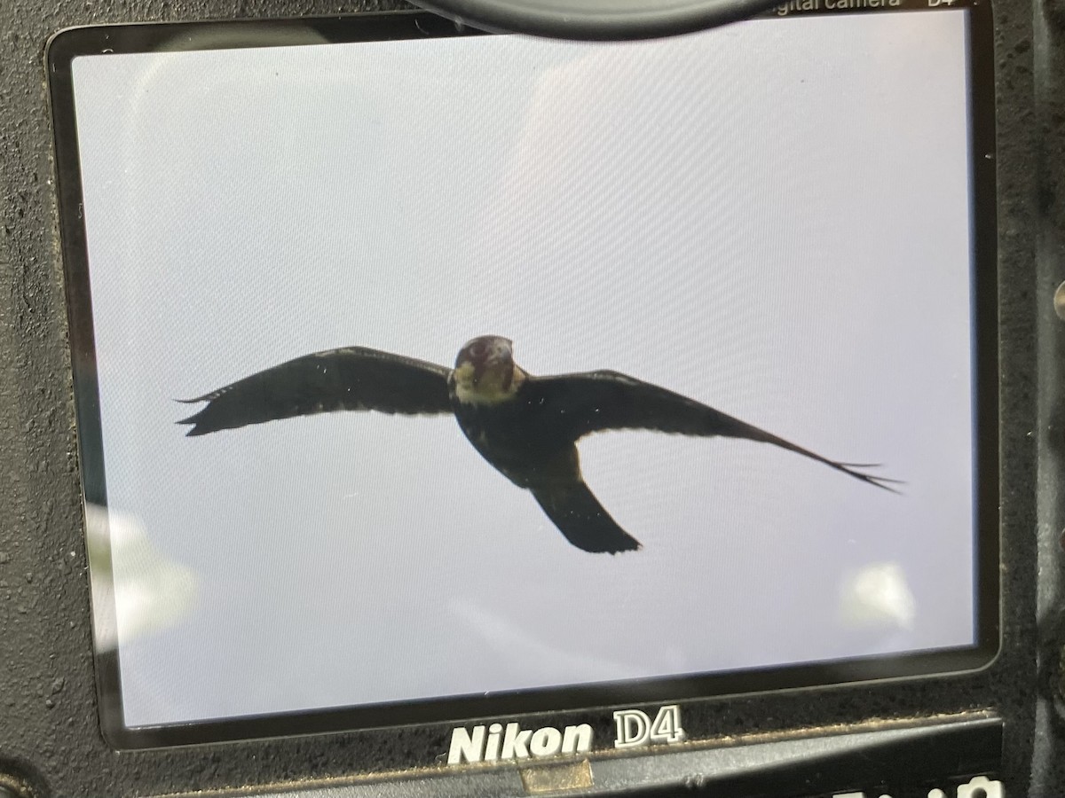 Aplomado Falcon - ML642586897