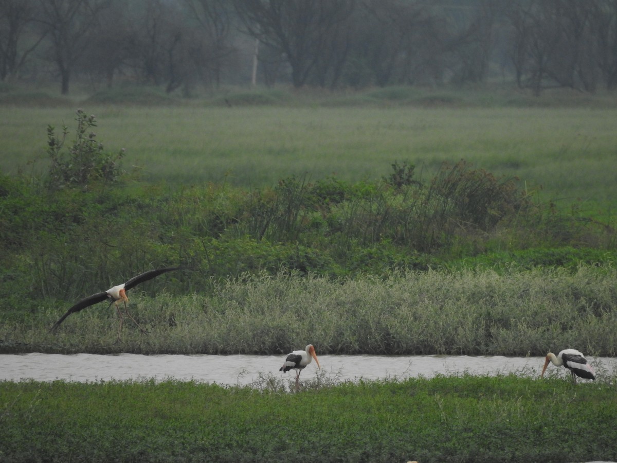 Painted Stork - ML642586899