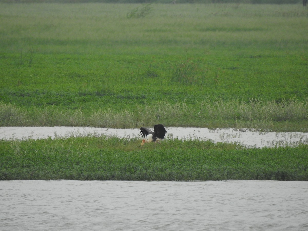 Painted Stork - ML642586900