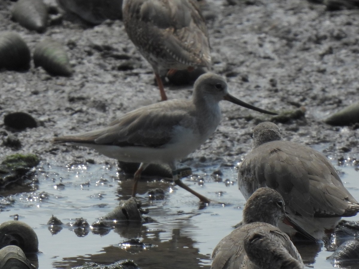 Terek Sandpiper - ML642586926