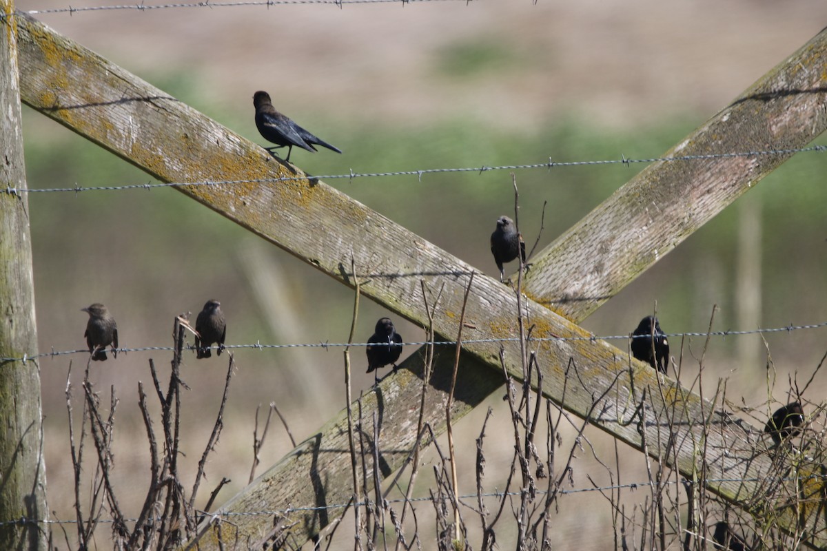 Tricolored Blackbird - ML642586927