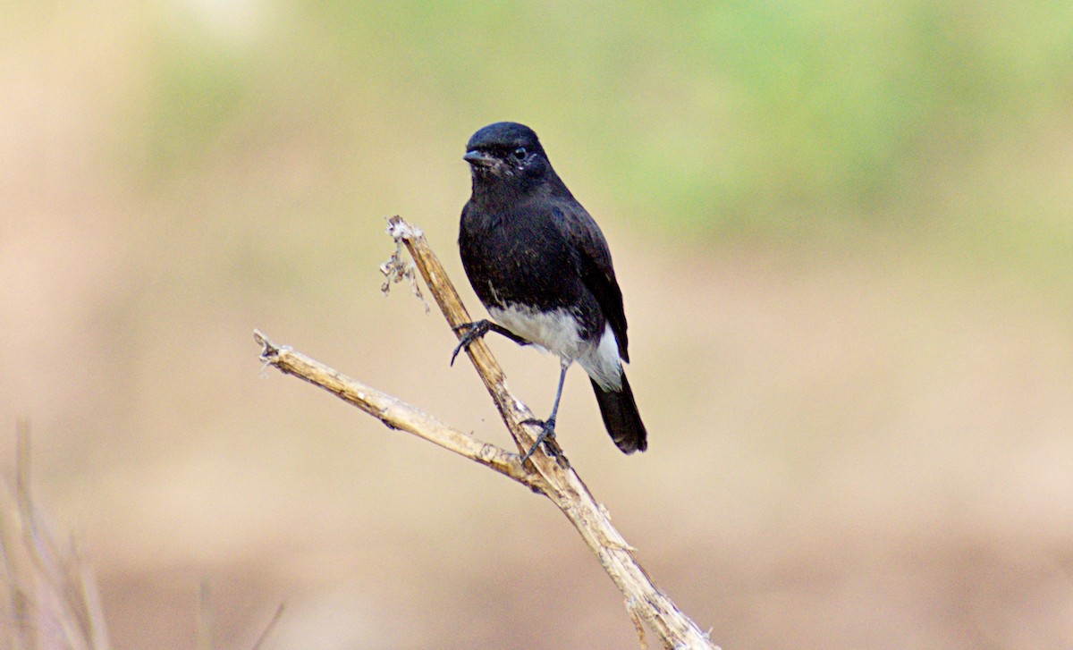 Pied Bushchat - ML642586941
