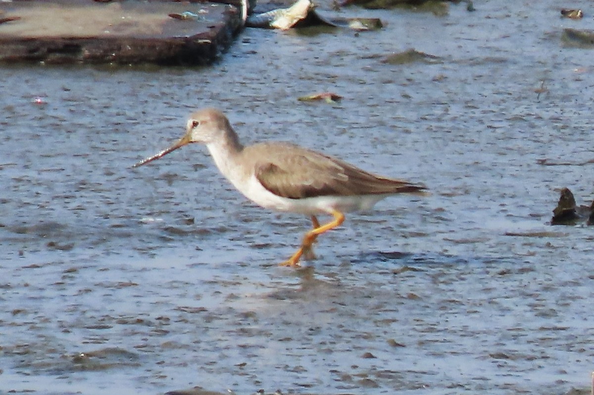 Terek Sandpiper - ML642586942