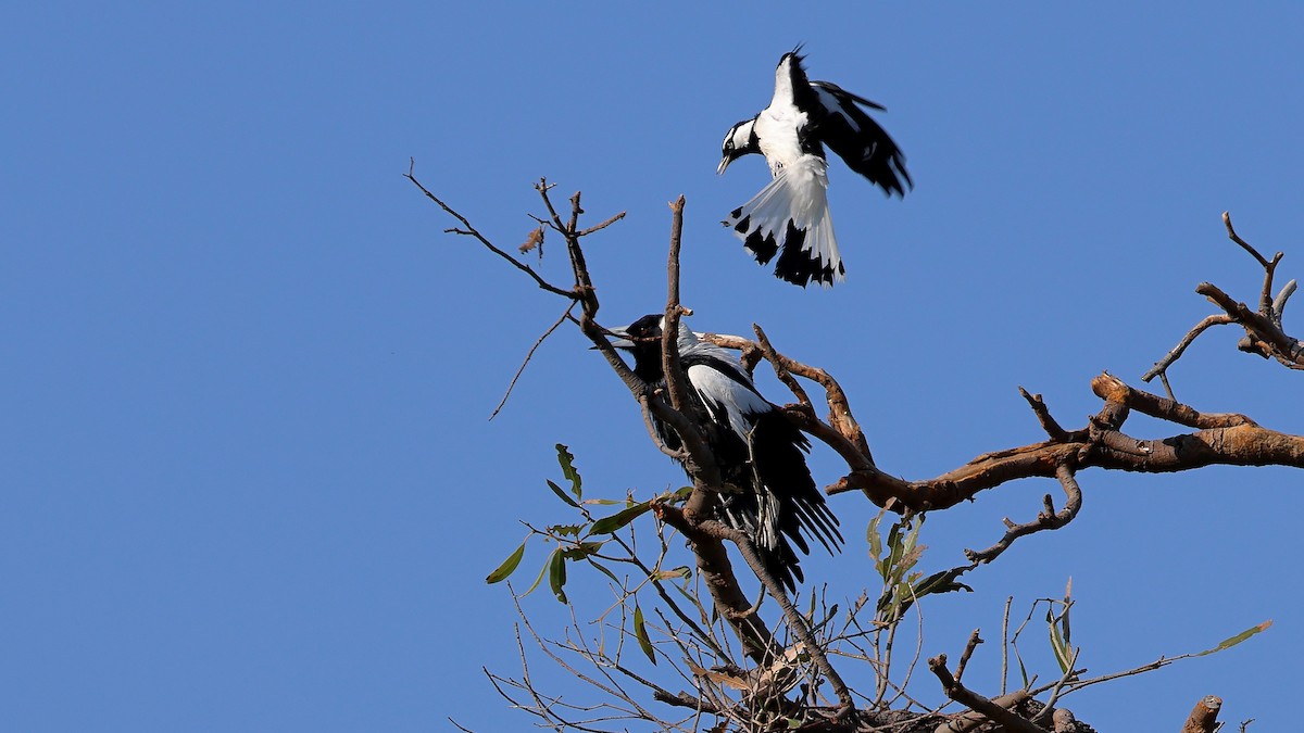 Magpie-lark - ML642586958