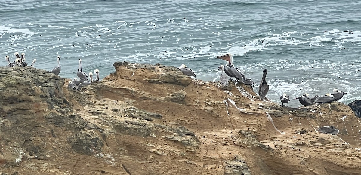 Brown Pelican - ML642586969