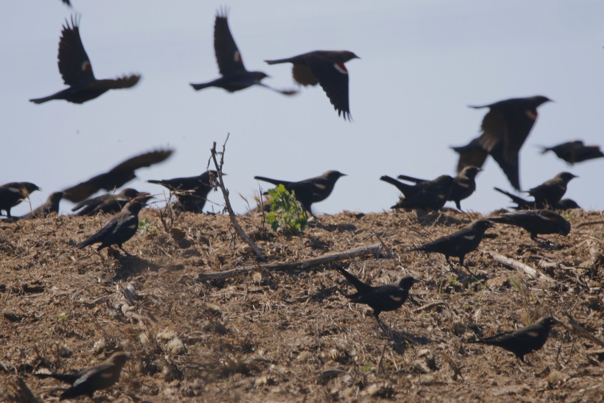 Tricolored Blackbird - ML642586972