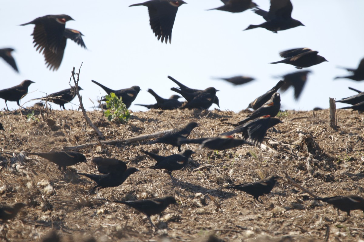 Tricolored Blackbird - ML642586973