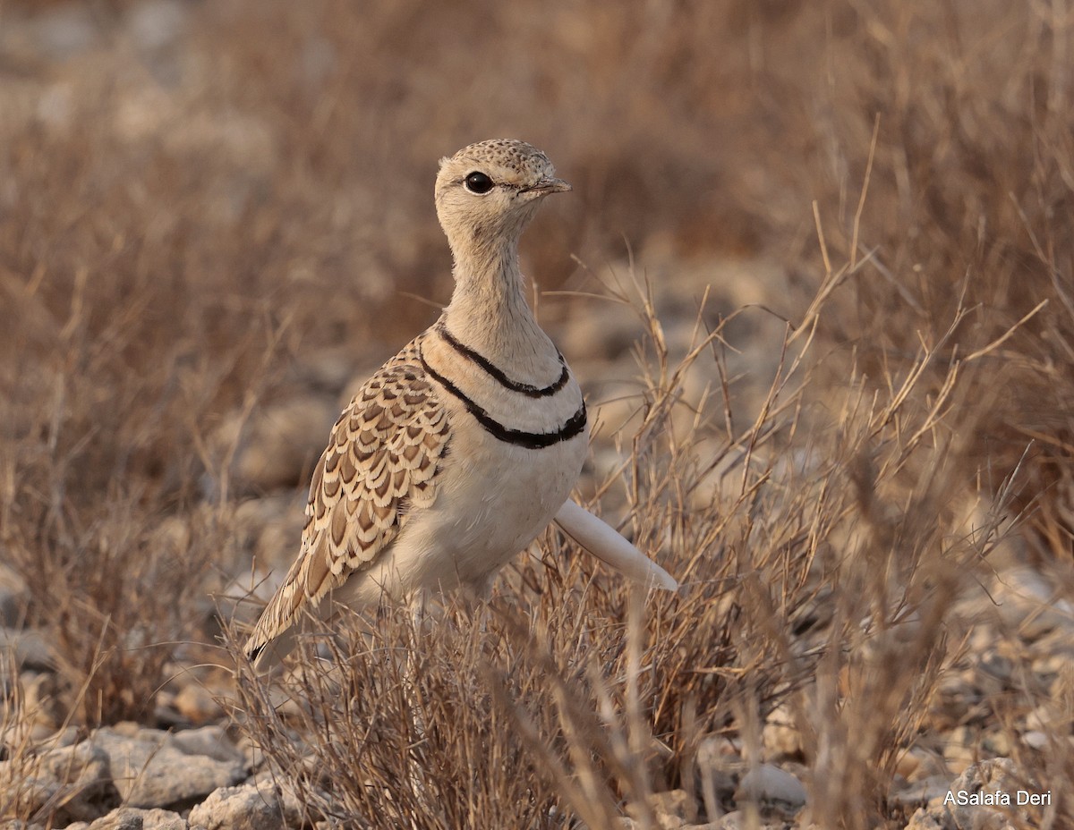 Double-banded Courser - ML642587000