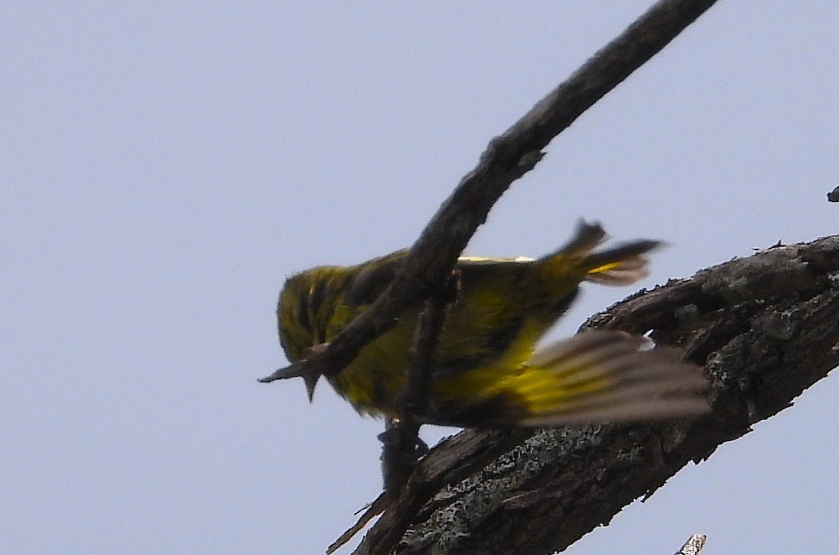 Black-headed Siskin - ML642587004