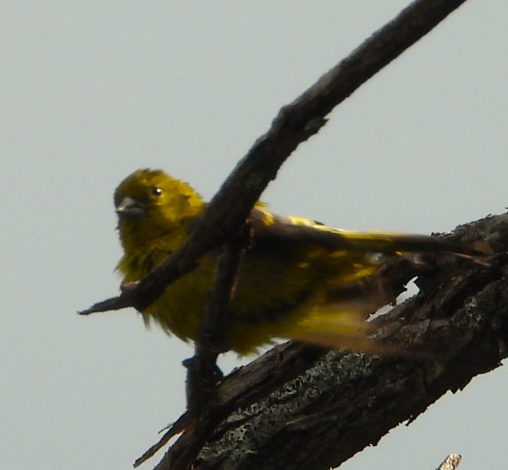 Black-headed Siskin - ML642587005
