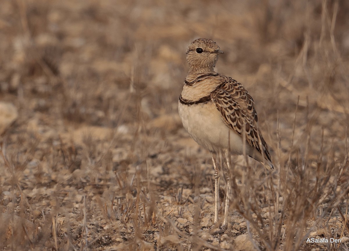 Double-banded Courser - ML642587037