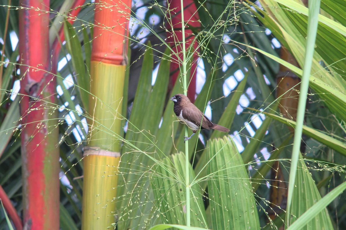 Javan Munia - ML642587048