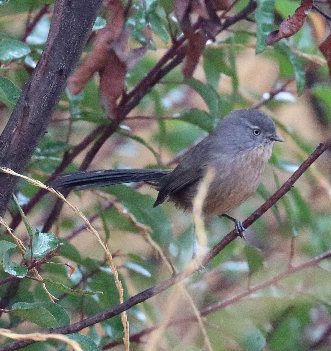 Wrentit - ML642587051