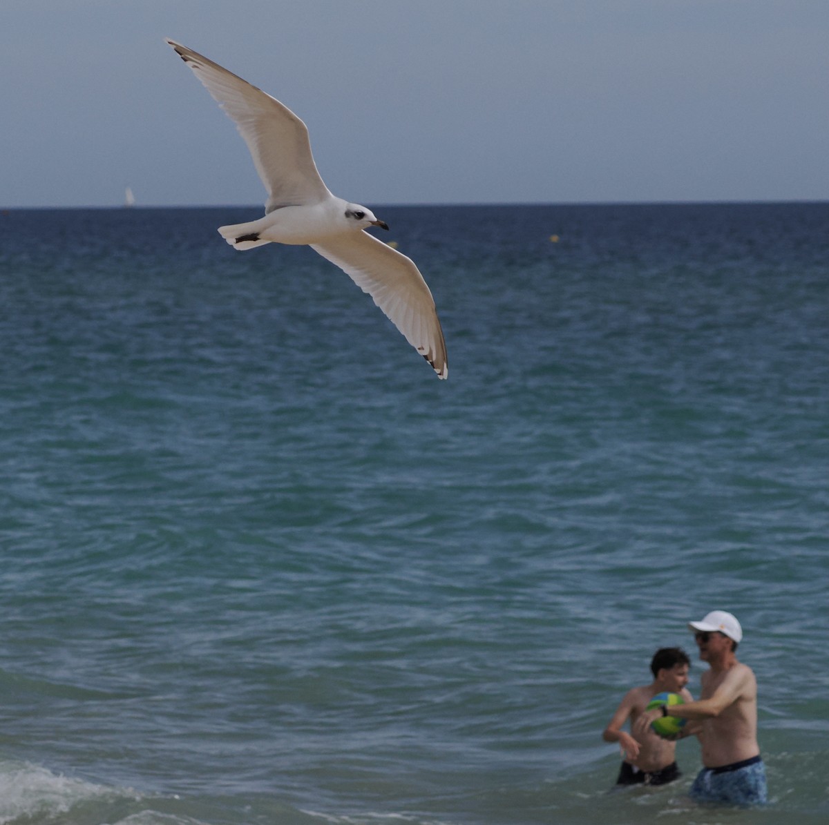 Mediterranean Gull - ML642587058