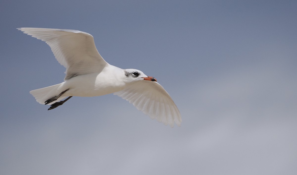 Mediterranean Gull - ML642587059