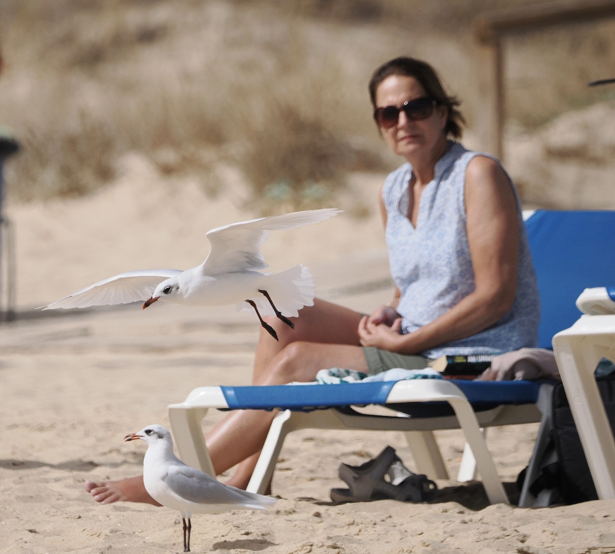 Mediterranean Gull - ML642587060