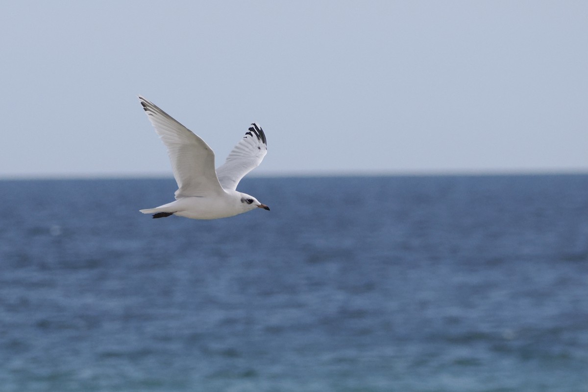 Mediterranean Gull - ML642587061