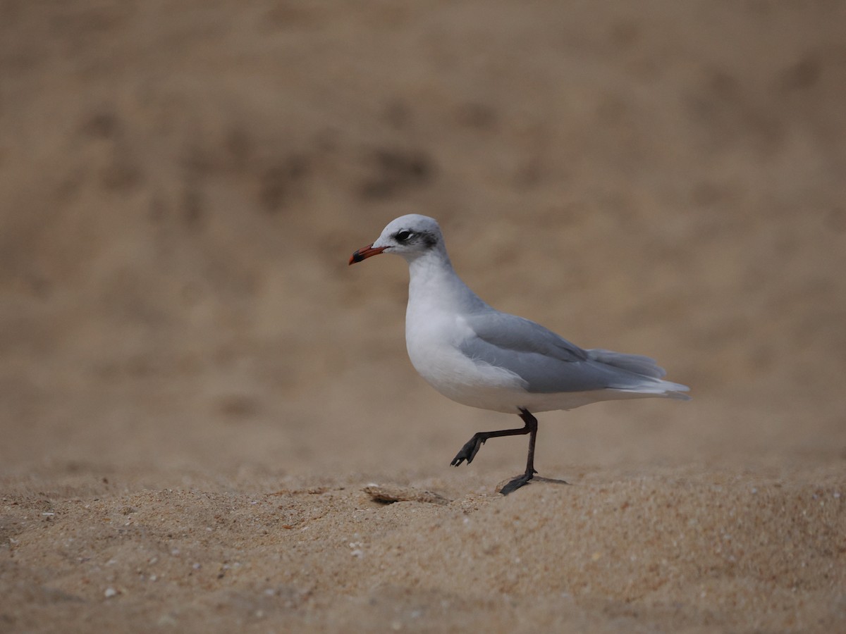 Mediterranean Gull - ML642587062