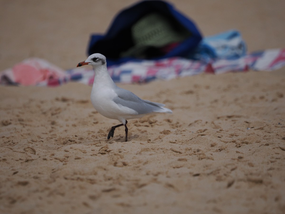 Mediterranean Gull - ML642587063