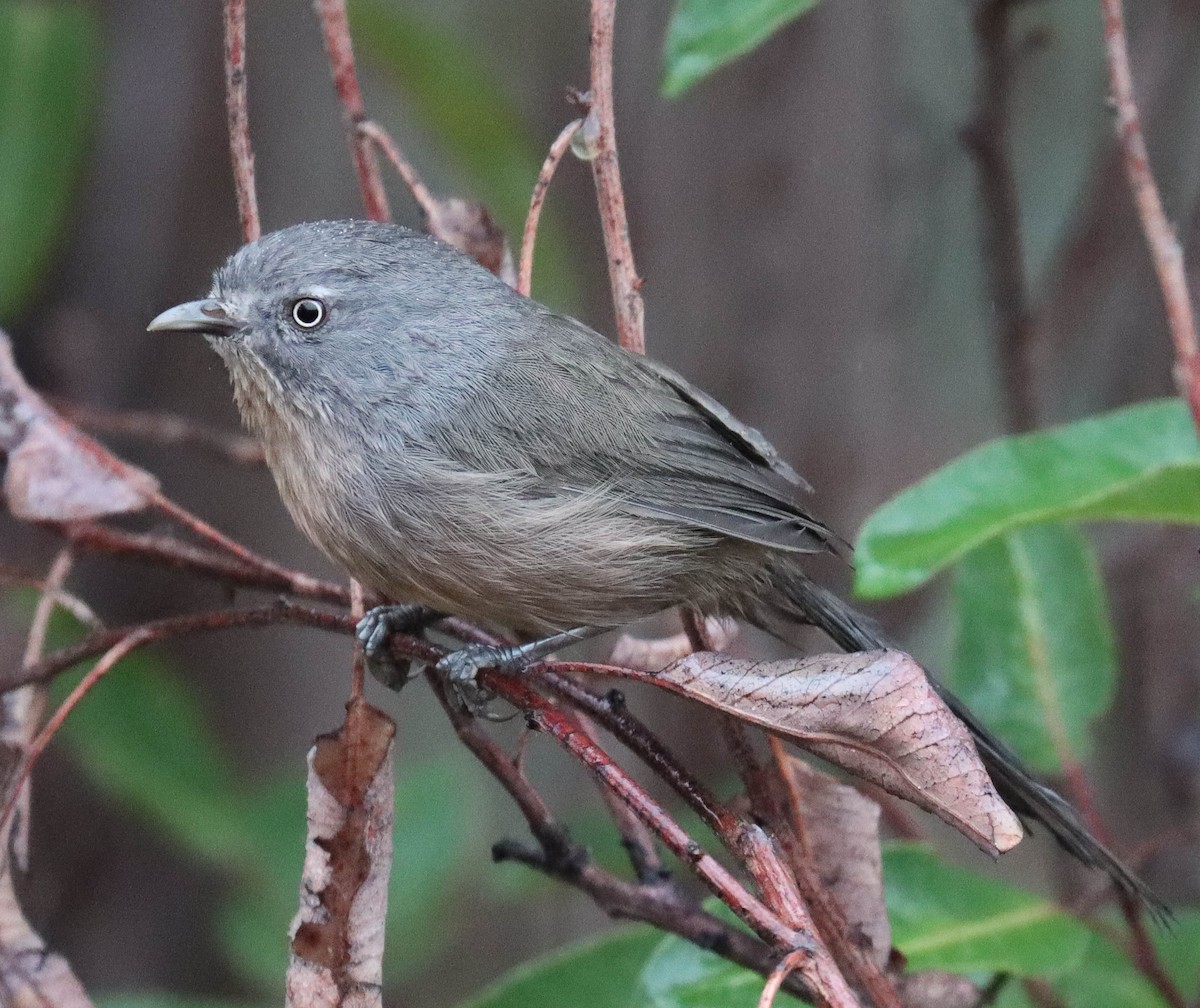 Wrentit - ML642587064