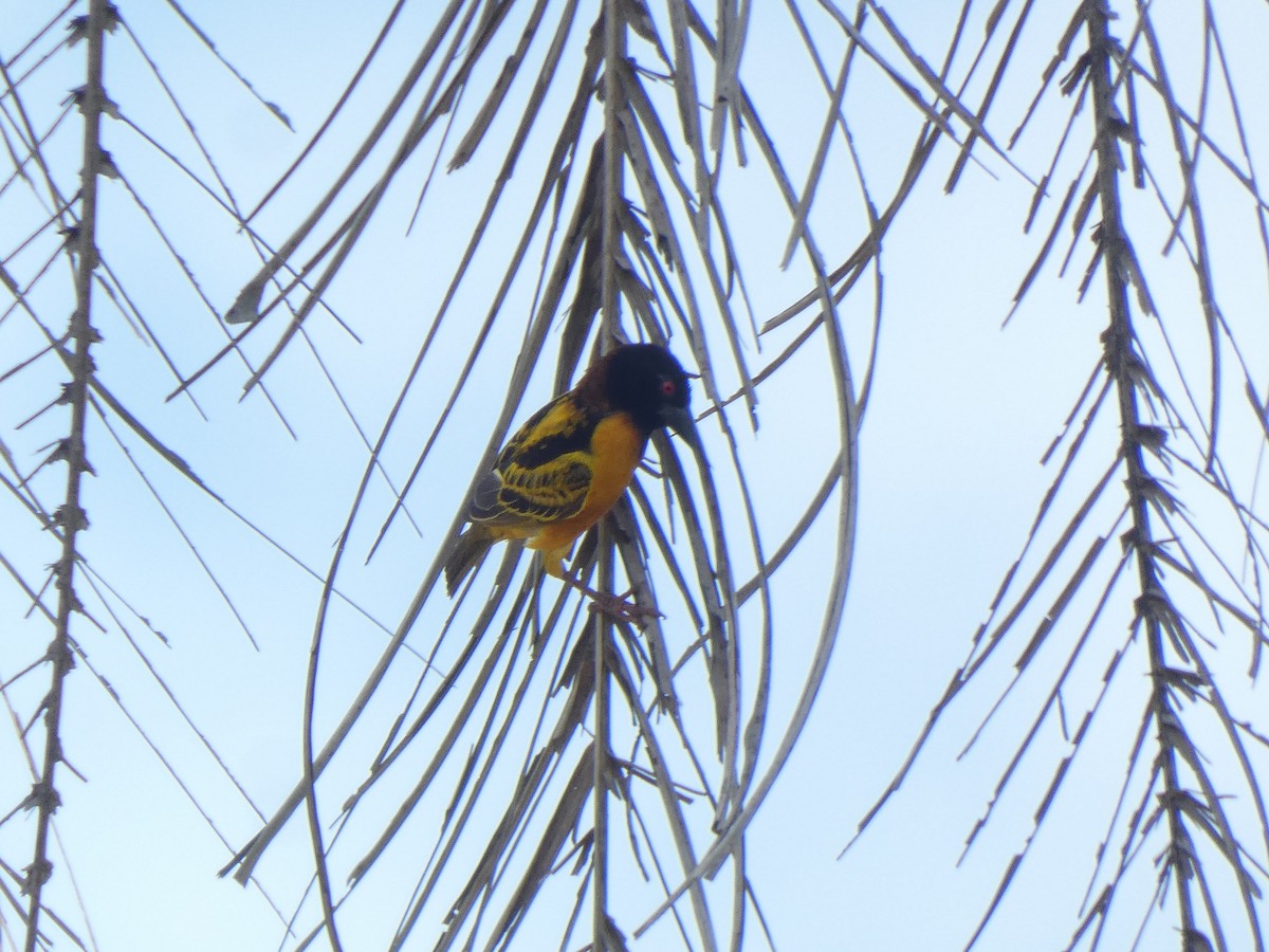 Village Weaver - ML642587069