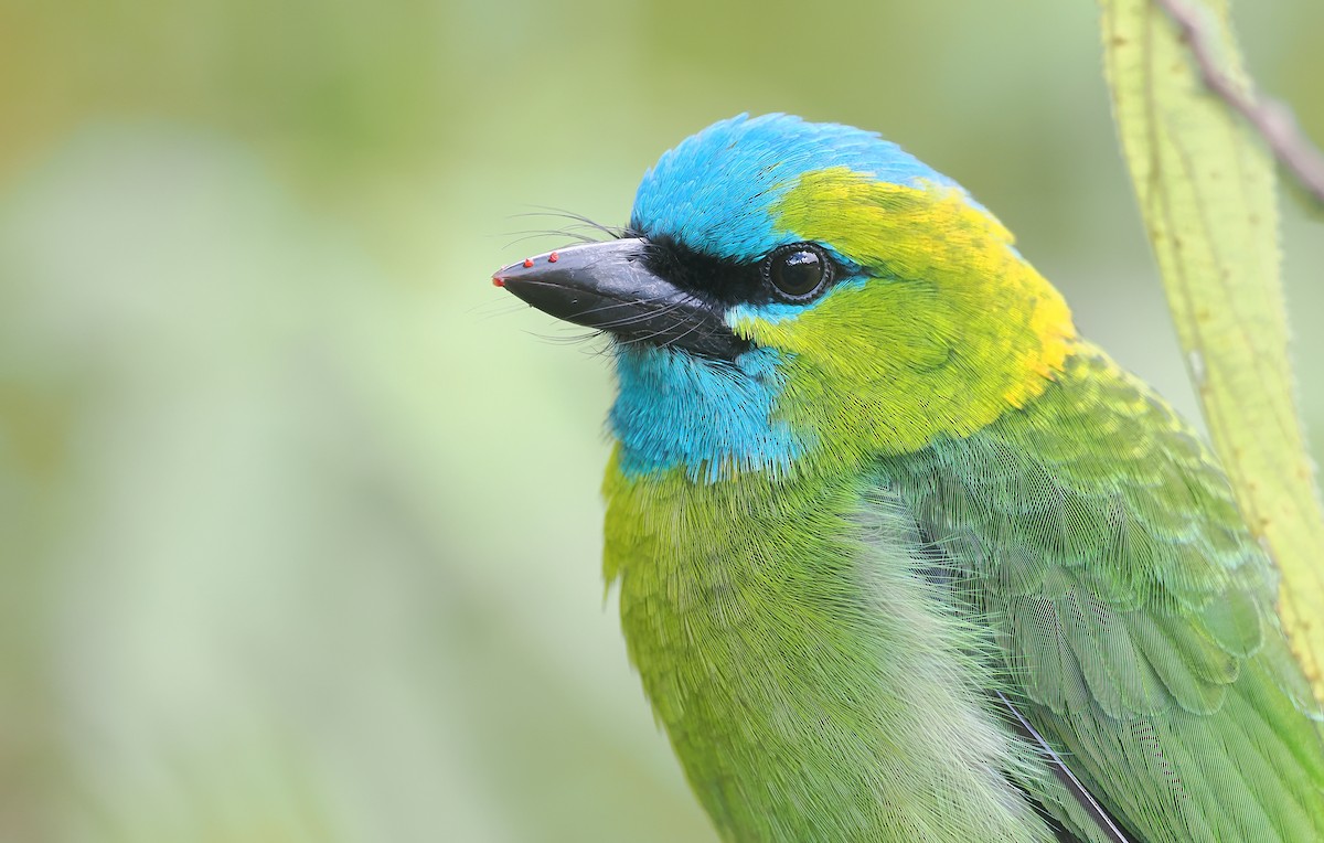 Golden-naped Barbet - ML642587109