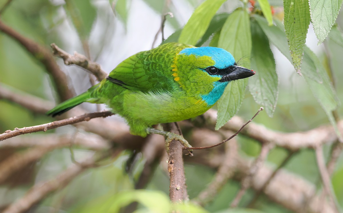 Golden-naped Barbet - ML642587117