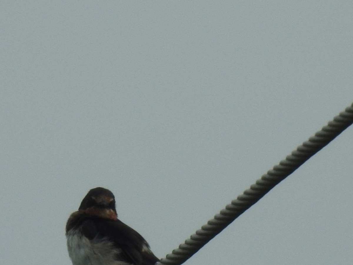 Barn Swallow - ML642587124