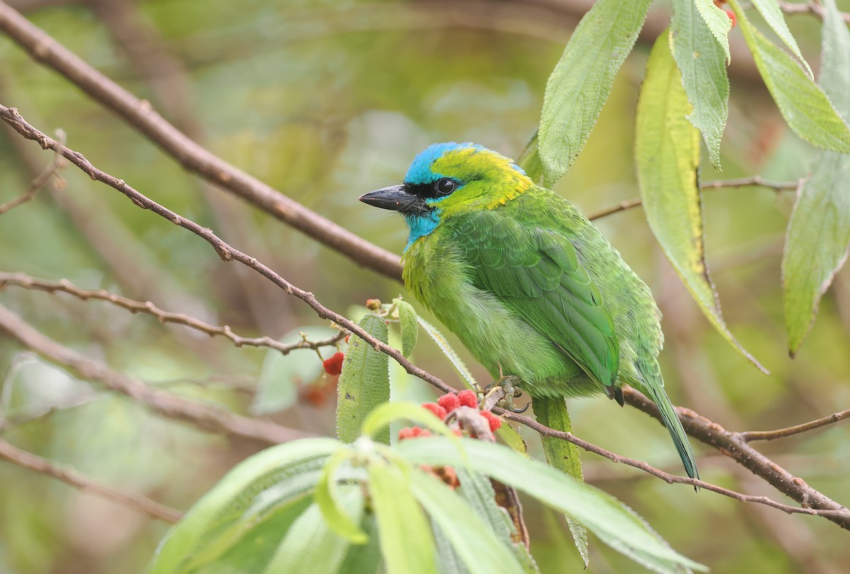 Golden-naped Barbet - ML642587125