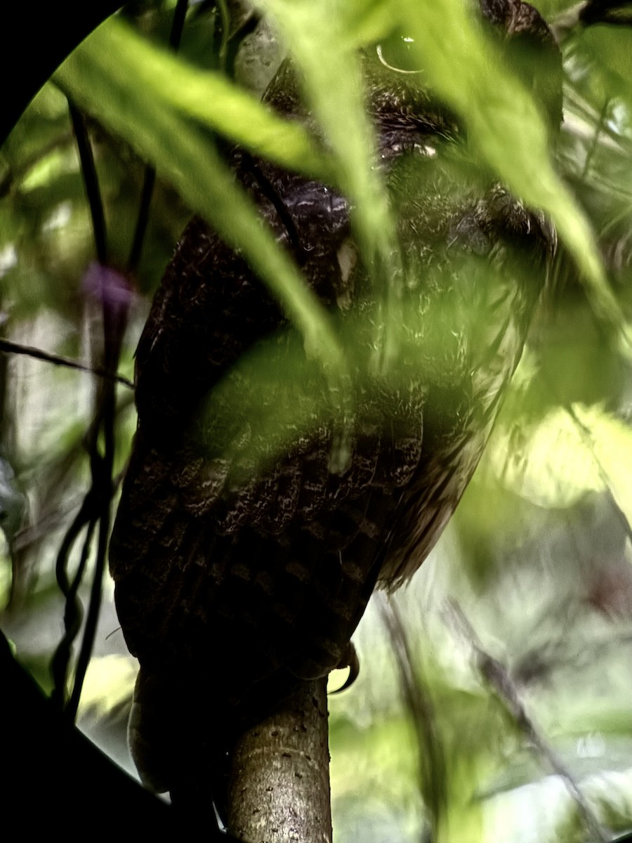 Mottled Owl - ML642587137